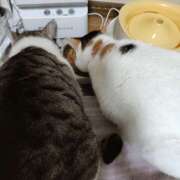 ヒメ日記 2026/03/04 18:34 投稿 桜井ともか 五十路マダム 郡山店