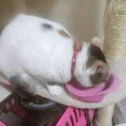 ヒメ日記 2026/03/27 19:56 投稿 桜井ともか 五十路マダム 郡山店