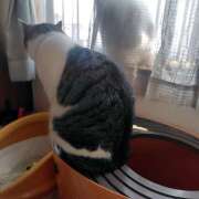 ヒメ日記 2026/03/29 10:30 投稿 桜井ともか 五十路マダム 郡山店