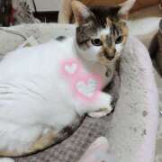 ヒメ日記 2026/03/31 19:58 投稿 桜井ともか 五十路マダム 郡山店