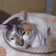 ヒメ日記 2026/04/01 22:52 投稿 桜井ともか 五十路マダム 郡山店