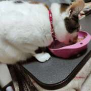 ヒメ日記 2026/04/02 19:48 投稿 桜井ともか 五十路マダム 郡山店