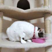 ヒメ日記 2026/04/04 20:04 投稿 桜井ともか 五十路マダム 郡山店