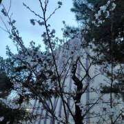 ヒメ日記 2026/04/06 19:36 投稿 桜井ともか 五十路マダム 郡山店