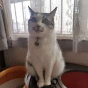 ヒメ日記 2026/04/08 18:20 投稿 桜井ともか 五十路マダム 郡山店