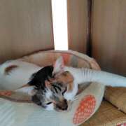 ヒメ日記 2026/04/18 13:00 投稿 桜井ともか 五十路マダム 郡山店