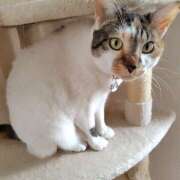 ヒメ日記 2026/04/18 16:48 投稿 桜井ともか 五十路マダム 郡山店