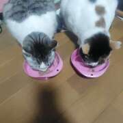 ヒメ日記 2026/04/20 23:38 投稿 桜井ともか 五十路マダム 郡山店