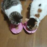 ヒメ日記 2026/04/26 18:26 投稿 桜井ともか 五十路マダム 郡山店