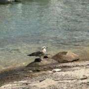 ヒメ日記 2025/08/26 23:58 投稿 ことの 大奥 梅田店