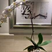 ヒメ日記 2025/09/30 08:31 投稿 ことの 大奥 梅田店