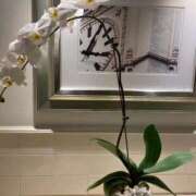 ヒメ日記 2025/09/30 08:51 投稿 ことの 大奥 梅田店