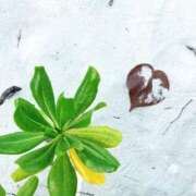 ヒメ日記 2025/12/31 18:03 投稿 ことの 大奥 梅田店