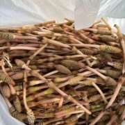 ヒメ日記 2025/03/29 15:17 投稿 つきひ～マット～ アメイジングビル～道後最大級！遊び方無限大∞ヘルス♪～