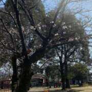 ヒメ日記 2025/03/23 14:35 投稿 藤ヶ谷はる(ふじがやはる) 九州熟女　八代店