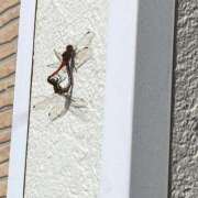 ヒメ日記 2025/07/18 17:30 投稿 みどり・SP 西川口ティアラ