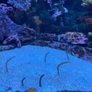 ヒメ日記 2026/03/17 19:04 投稿 みどり・SP 西川口ティアラ