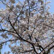 ヒメ日記 2025/04/10 12:31 投稿 近衛　にあ OLセレクション宇都宮店