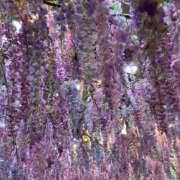 ヒメ日記 2025/04/24 11:19 投稿 近衛　にあ OLセレクション宇都宮店