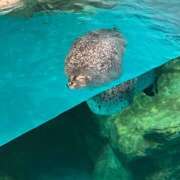 ヒメ日記 2025/04/29 07:01 投稿 近衛　にあ OLセレクション宇都宮店