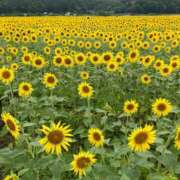 ヒメ日記 2025/08/16 12:44 投稿 近衛　にあ OLセレクション宇都宮店