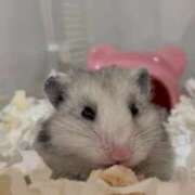 ヒメ日記 2025/04/17 07:56 投稿 さくや お姉さんSelect