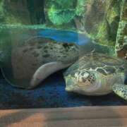 ヒメ日記 2025/07/28 15:33 投稿 さくや お姉さんSelect