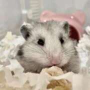 ヒメ日記 2025/12/12 07:16 投稿 さくや お姉さんSelect