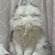 ヒメ日記 2025/04/17 16:03 投稿 つぐみ ぷよラブ れぼりゅ～しょん