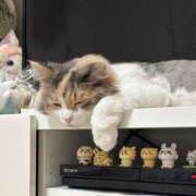 ヒメ日記 2025/07/08 19:01 投稿 つぐみ ぷよラブ れぼりゅ～しょん