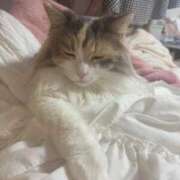 つぐみ ごめんね😭😭😭 ぷよラブ れぼりゅ～しょん