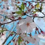 ヒメ日記 2025/03/31 06:51 投稿 萌乃(もえの) 渋谷蘭の会