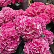 ヒメ日記 2025/05/21 07:06 投稿 しずか 池袋で熟女の風俗 マダムいやーん