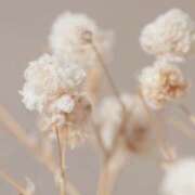 ヒメ日記 2025/04/14 10:31 投稿 花（はんな） エスペランサ新館