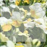 ヒメ日記 2025/04/17 11:12 投稿 花（はんな） エスペランサ新館