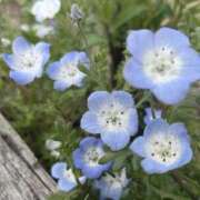 ヒメ日記 2025/04/19 07:59 投稿 花（はんな） エスペランサ新館