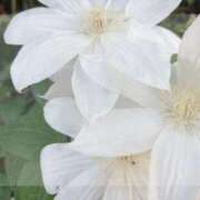 ヒメ日記 2025/04/24 18:49 投稿 花（はんな） エスペランサ新館