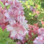 ヒメ日記 2025/04/29 07:39 投稿 花（はんな） エスペランサ新館