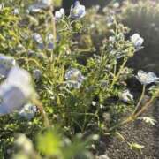 ヒメ日記 2025/04/30 06:51 投稿 花（はんな） エスペランサ新館