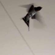 ヒメ日記 2025/05/01 18:30 投稿 花（はんな） エスペランサ新館