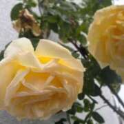 ヒメ日記 2025/05/06 08:09 投稿 花（はんな） エスペランサ新館