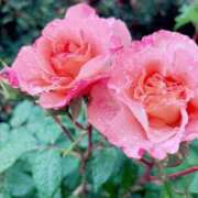 ヒメ日記 2025/05/06 15:59 投稿 花（はんな） エスペランサ新館