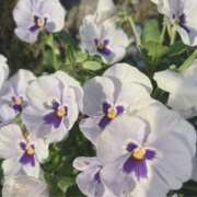 ヒメ日記 2025/05/08 06:39 投稿 花（はんな） エスペランサ新館