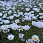 ヒメ日記 2025/05/08 19:19 投稿 花（はんな） エスペランサ新館