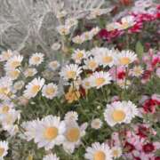 ヒメ日記 2025/05/19 17:29 投稿 花（はんな） エスペランサ新館