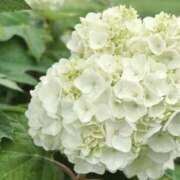 ヒメ日記 2025/05/26 09:52 投稿 花（はんな） エスペランサ新館