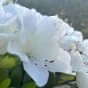 ヒメ日記 2025/05/27 07:09 投稿 花（はんな） エスペランサ新館