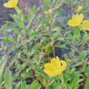 ヒメ日記 2025/05/27 19:31 投稿 花（はんな） エスペランサ新館