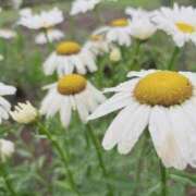 ヒメ日記 2025/06/12 18:59 投稿 花（はんな） エスペランサ新館