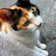 ヒメ日記 2025/06/16 18:29 投稿 花（はんな） エスペランサ新館